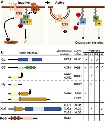 Frontiers | Genetic And Systematic Approaches Toward G Protein-Coupled ...